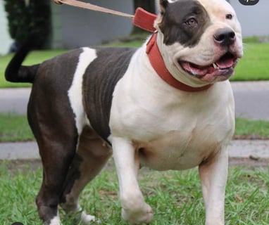 XL PITBULLS, XL AMERICAN BULLIES, TITANIUM KILO KENNELS