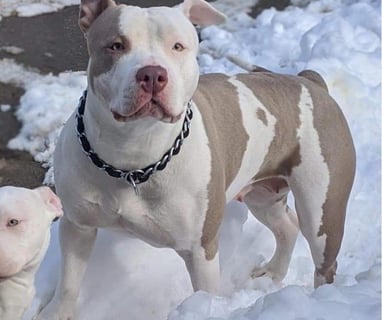 XL PITBULLS, XL AMERICAN BULLIES, TITANIUM KILO KENNELS