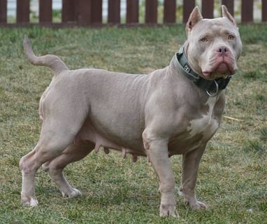 XL PITBULLS, XL AMERICAN BULLIES, TITANIUM KILO KENNELS