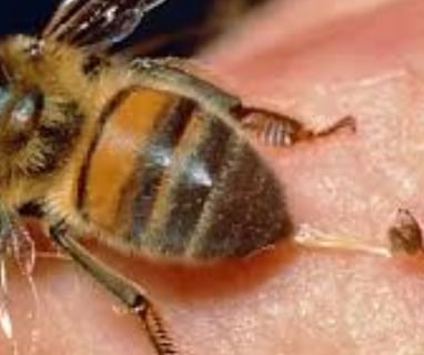Bee Stings Benefits