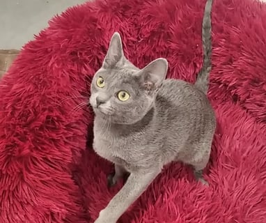 Gato korat , pelaje azul plateado