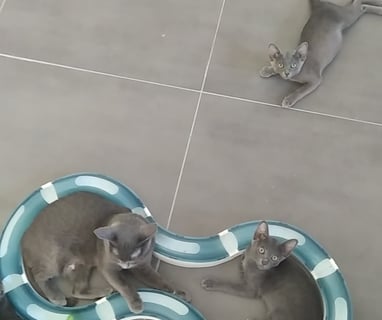 Gatitos korat jugando