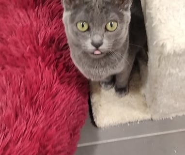 Gato korat