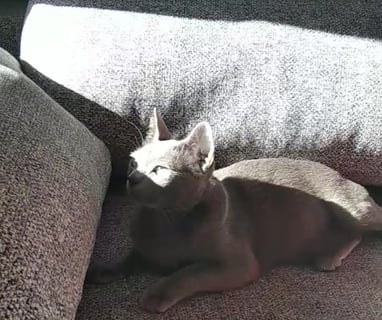 Gato korat
