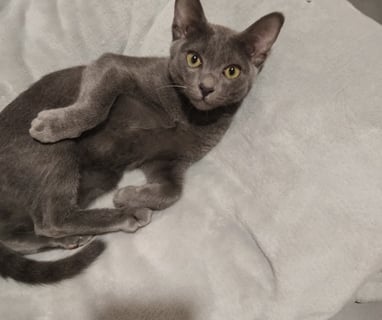 Gato Korat