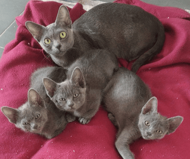 Gatitos Korat con su madre