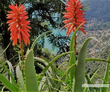 aloe plant in Eze Botanical garden