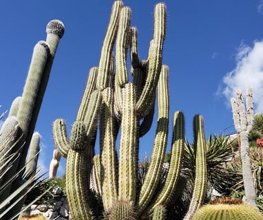the cacti from the cactus family growing very tall in exotic garden
