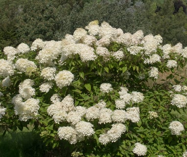 Flowering shrubs Hydrangea paniculata 'Silver Dollar'
