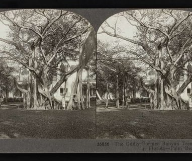 Banyan Tree Florida