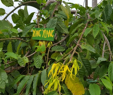 ylang ylang tree in flower
