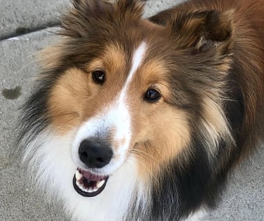 This Border Collie is a Tender Paws Therapy Dog.
