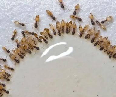 how to get rid of ghost ants