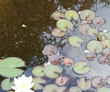 The nénupha or water lilly.