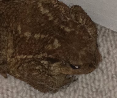 Our lonely female visiting toad.