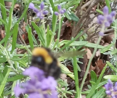 Bees on our lavender