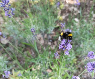 A Bumble bee on our lavender