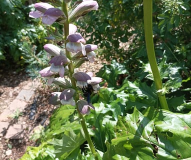 Can you see the carpenter bee as it disappears inside an acanthus flower?