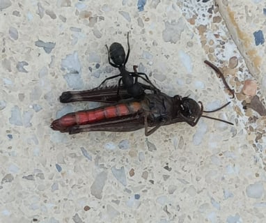 A poolside ant manoeuvres a dead grasshopper