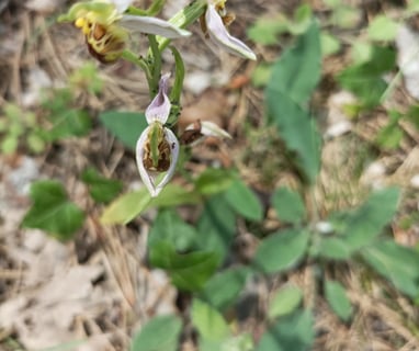 Spider orchid