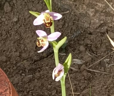 Bee orchid