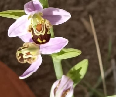 Bee orchid