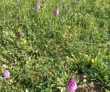 Pyramidal orchids in June