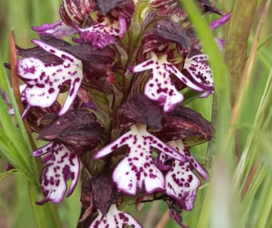 Lady Orchid