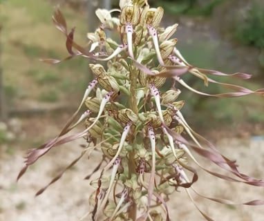 The  lizard orchid.