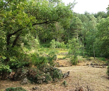 Looking up from our garden into the pine forest above