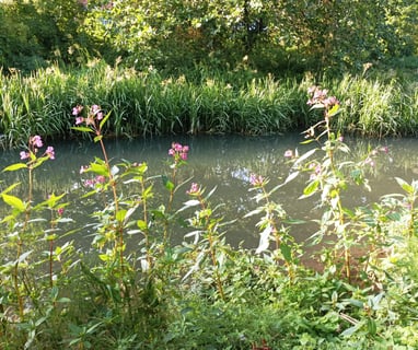 Canal banks of rush and willow-herb