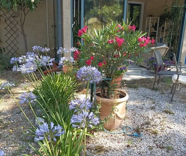 Agapanthus and Oleander