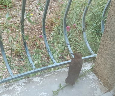 The young blackbird recovering from its collision