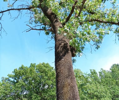 Our shady ash tree is sick