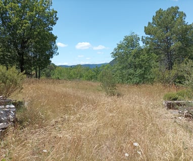 Dry grasses