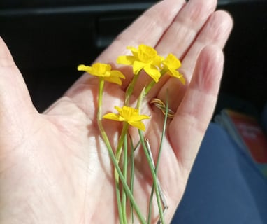 Miniature daffodils