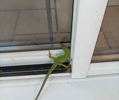 Western Green Lizard visitor