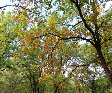 Autumnal colours amongst the oaks