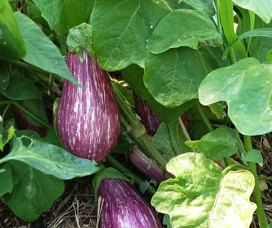 Aubergines