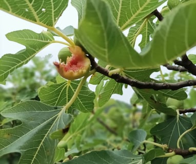 A  bird has abandoned thjis half eaten fig