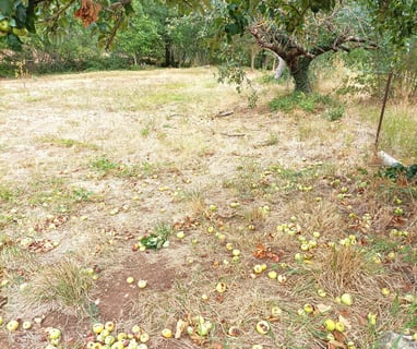 Green apples litter the ground.