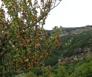 Red apples galore