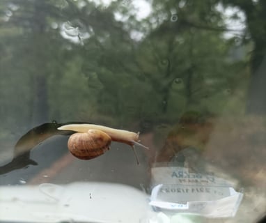 Hitch hiking snail