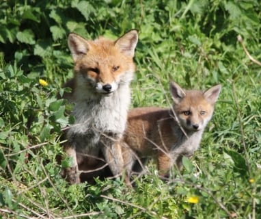 Thanks to Claire for this  picture of a fox and its cub