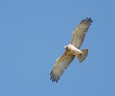 Snake eagle surveying the Causses