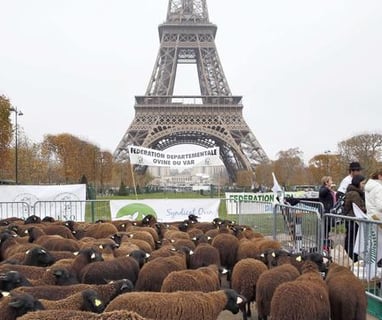 An anti wolf protest in Paris