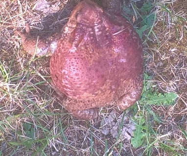 A lone injured female toad