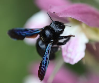 Carpenter bee