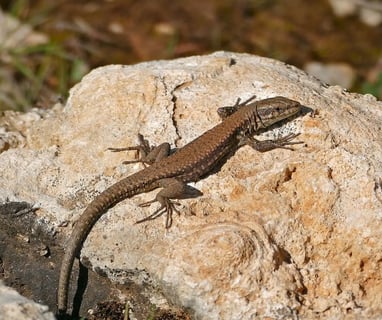 Common wall lizard