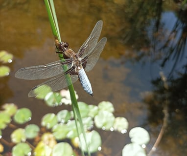 A dragonfly with its eggs